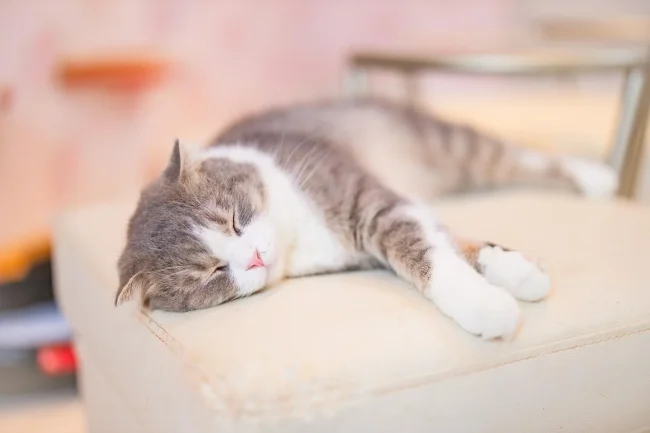 睡眠